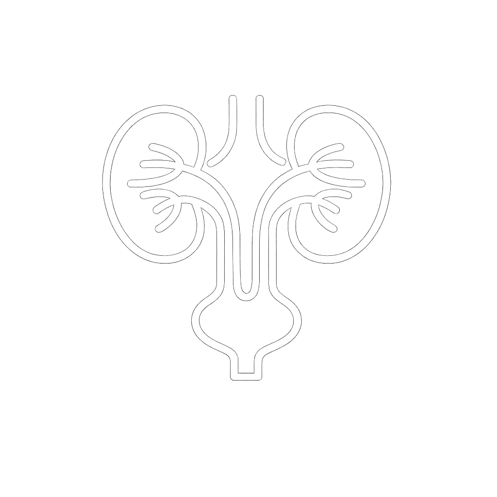 Urology illustration